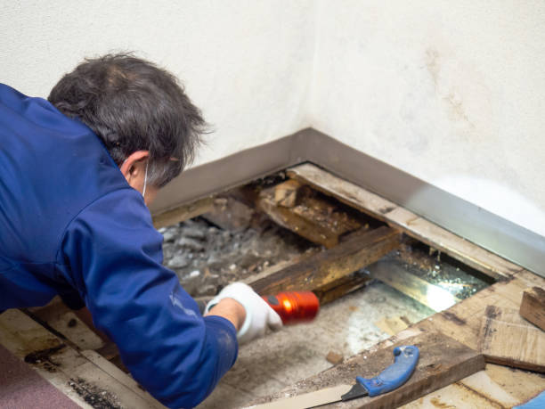 Why You Should Choose Our Mold Remediation Services in Val Verde, CA